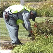 Landscape worker bending.