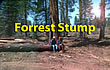 Forrest Stump